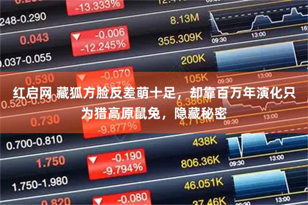 红启网 藏狐方脸反差萌十足,却靠百万年演化只为猎高原鼠兔,隐藏秘密